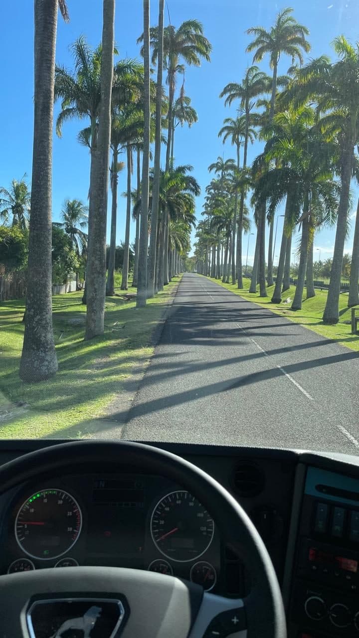 Vista desde la cabina del autocar por la avenida de palmas reales (Allée Dumanoir), Guadalupe.