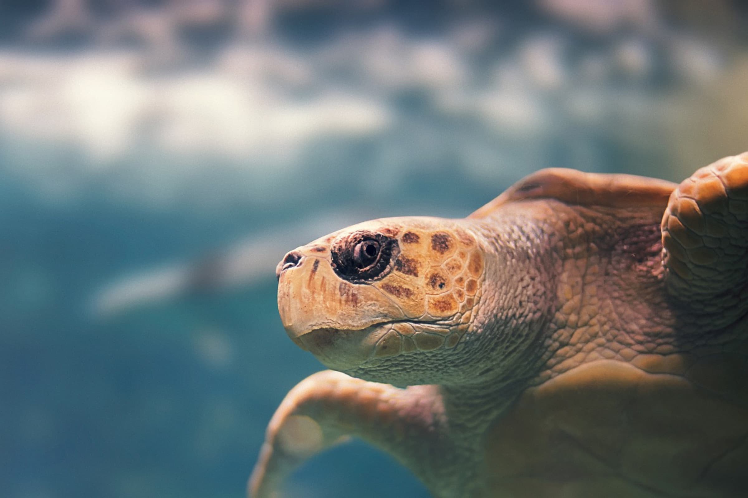 Tortue marine Guadeloupe
