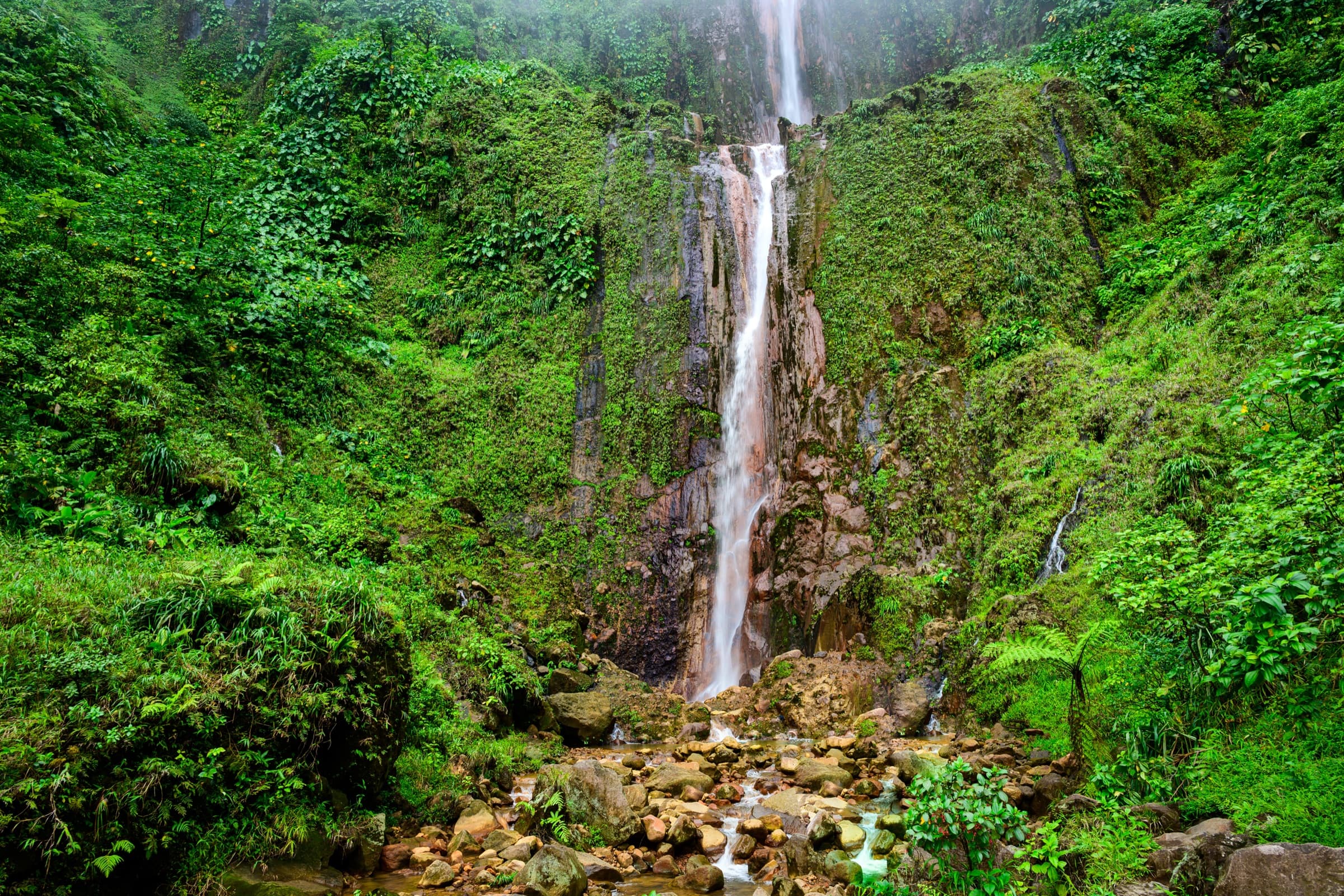 Forêt tropicale Basse-Terre