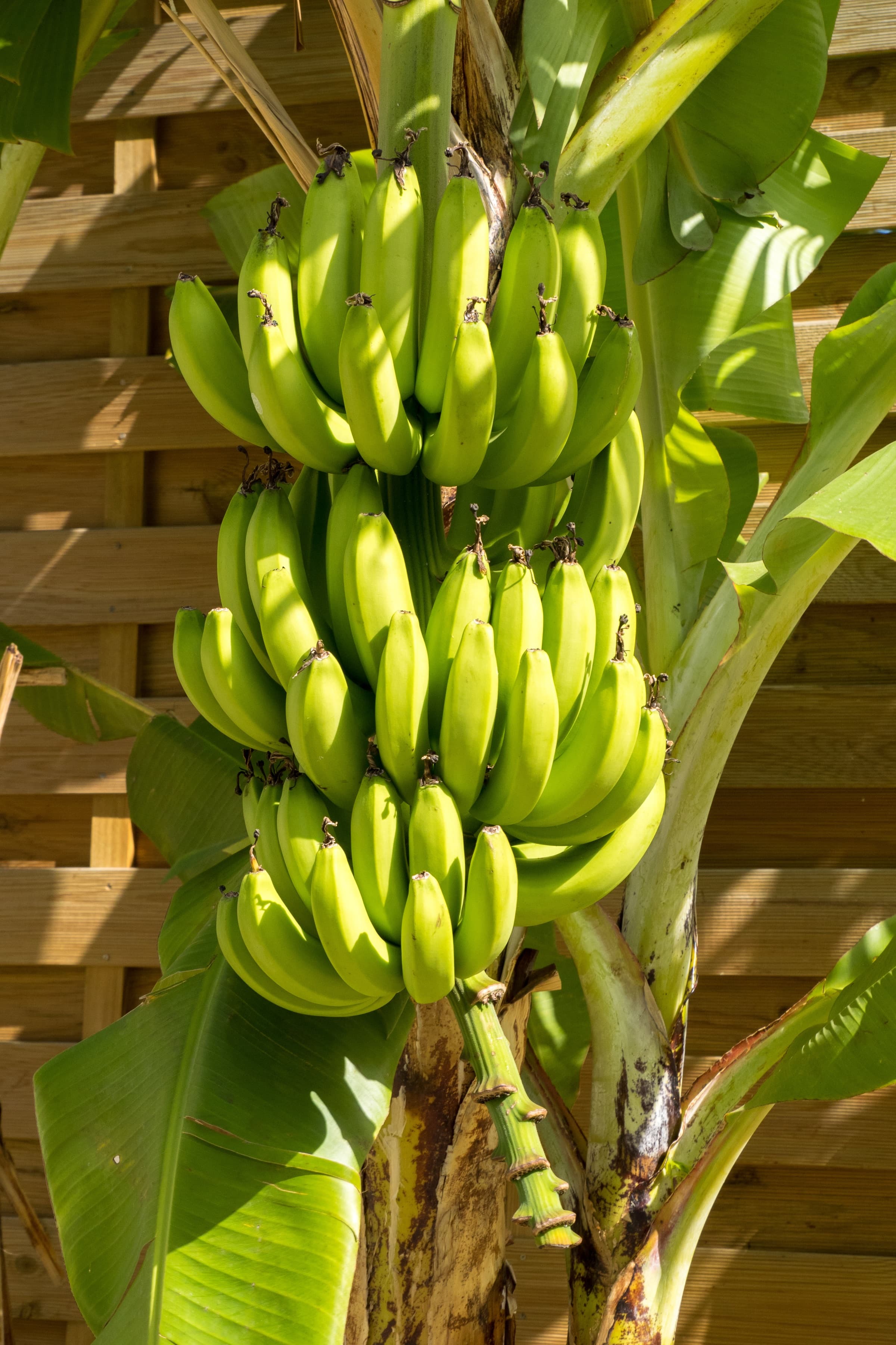 Cascade Basse-Terre