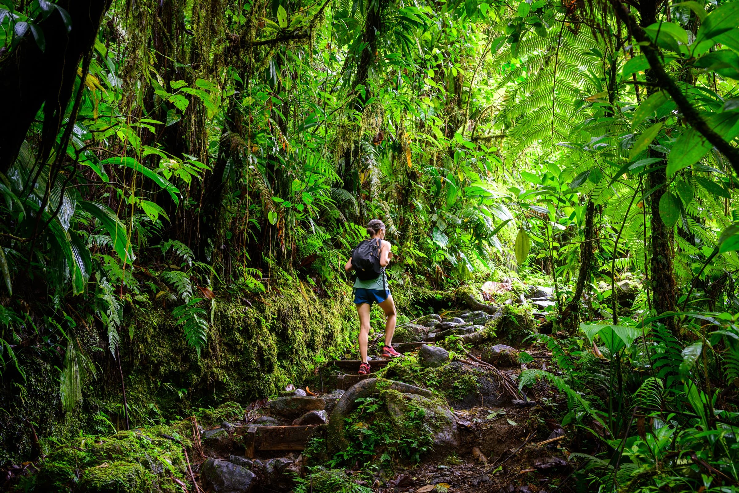 Nature luxuriante Basse-Terre